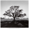 Oak Tree, Sunrise Kunsttrykk av Ansel Adams