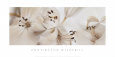 Lilies No. 54 Lámina por Huntington Witherill