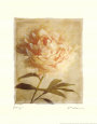 Pivoine Reproduction d'art par Amy Melious