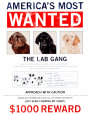 Se busca: banda de labradores Cartel de chapa