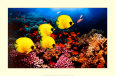Fish (Color Photography) Posters
