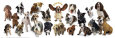 Dogs Rule Art Print by Anthony Matos