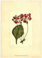 Red Curtis Botanical IV Art Print