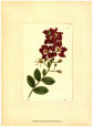 Red Curtis Botanical II Art Print