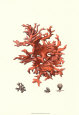 Corail rouge III Reproduction d'art