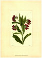 Red Curtis Botanical I Art Print