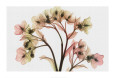 Hellebore II Art Print by Steven N. Meyers