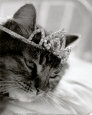 Cat's Queen