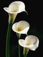 Calla Lilies Posters
