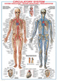 Circulatory System Póster