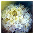 Hortensia Portrait Reproduction d'art par Lisa Audit