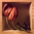 Julie Greenwood Affiches