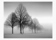 Fotografías en blanco y negro de botánica Posters