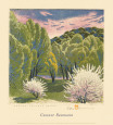 Spring - Tesque Valley (on special paper) Reproduction d'art par Gustave Baumann