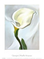 Calla Lily Turned Away Lámina por Georgia O'Keeffe