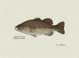 Largemouth Bass Fish Art Print by Ron Pittard