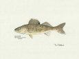 Walleye Fish Art Print by Ron Pittard