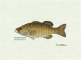 Smallmouth Bass Fish Art Print by Ron Pittard
