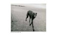 Wolfhound on Beach