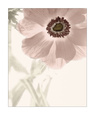Anemone Radiance Konsttryck av Donna Geissler