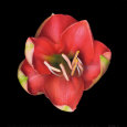 Coral Tulip Taidevedos tekijänä JoSon