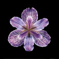 Tiger Iris Lámina por JoSon