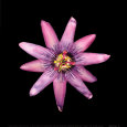Passion Flower Taidevedos tekijänä JoSon