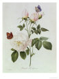 Pierre-Joseph Redouté Posters