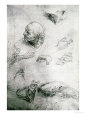 Studies for the Figure of Bramante (1444-1515) reproduction procédé giclée par Raphael