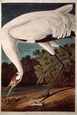 Whooping Crane, from 