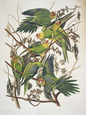 Carolina Parakeet, from 