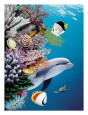 Dolphin’s Reef, Hawaii Giclee Print by Mark Mackay