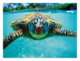 Honu, Hawaiian Sea Turtle reproduction procédé giclée par Kirk Lee Aeder