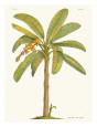 Banana Plant Giclee Print by Georg Dionysius Ehret