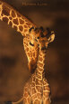 Mothers Love