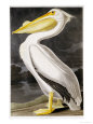 Pelicans Posters