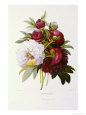 Peonies Giclee Print by Pierre-Joseph Redouté