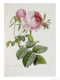 Pierre-Joseph Redouté Posters