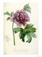 Hand Colored Engraving of a Peony, 1812-1814 Giclee Print by Pierre-Joseph Redouté