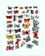 Mariposas, 1955