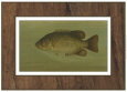 Harris Posters