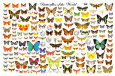 Insectes Posters