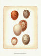 Bird Egg Study III Lámina