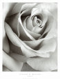 Rose Reproduction d'art par Steven N. Meyers