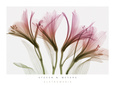 Alstromeria Konsttryck av Steven N. Meyers