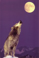 Wolf (Color Photography) Posters