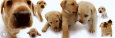 Labrador Affiche
