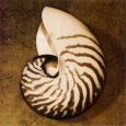 Nautilus Lámina por Caroline Kelly