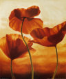 Poppies in Sunlight II Lámina por Andrea Kahn