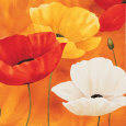 Amapolas Pósteres